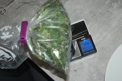 Growreport Bild 5