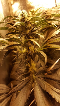 Growreport Bild 3