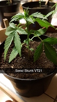 Growreport Bild 4