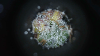 Growreport Bild 14