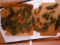 Growreport Bild 1