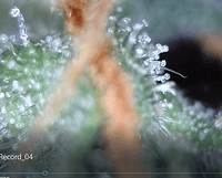 Growreport Bild 5