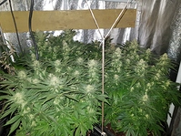 Growreport Bild 3