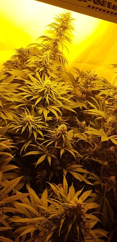 Growreport Bild 5