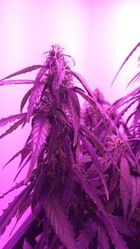 Growreport Bild 4