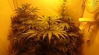 Growreport Bild 4
