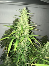 Growreport Bild 7