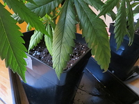 Growreport Bild 4