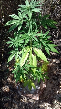 Growreport Bild 5