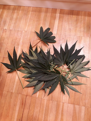 Growreport Bild 6