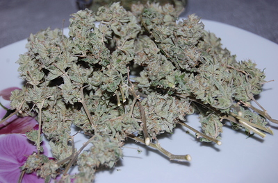 Geschichte einer PURPLE BUD – feminisiert, - White Label – indoor