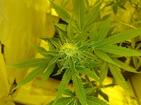 Growreport Bild 4