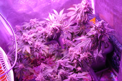 Growreport Bild 4