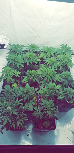 Growreport Bild 10