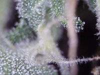 Growreport Bild 5