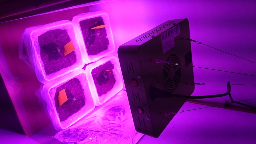GrowReport Northern Light Easy Bud Auto Royalqueen 