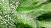 Growreport Bild 3