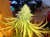 Growreport Bild 2