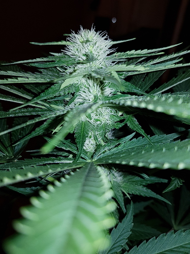 Growreport Bild 6