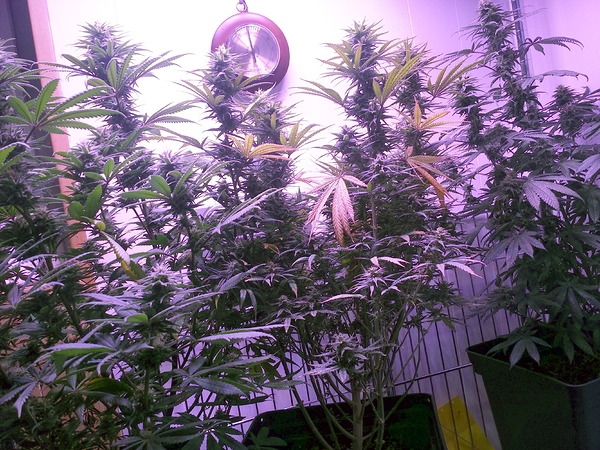 Medizinpflanzen: Dance World + Euphoria + Painkiller XL - Indoor