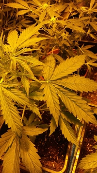 Growreport Bild 10