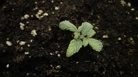 Growreport Bild 6