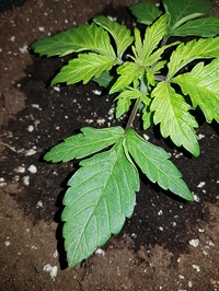 Growreport Bild 2