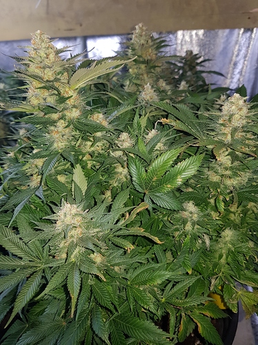 Growreport Bild 12