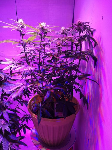 Growreport Bild 2
