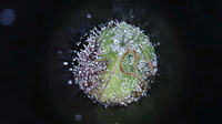 Growreport Bild 12