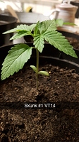 Growreport Bild 11