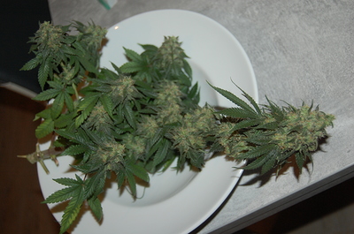 Growreport Bild 12