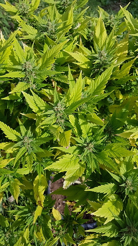 Growreport Bild 10