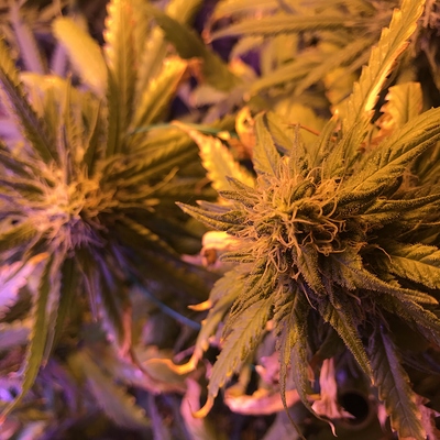 Growreport Bild 11