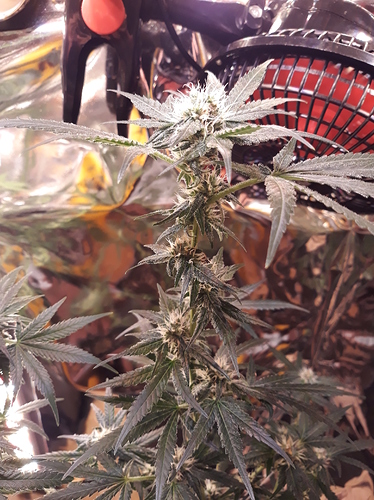 Growreport Bild 13