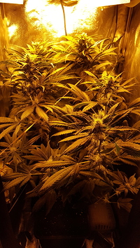 Growreport Bild 1