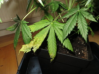 Growreport Bild 3