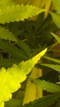 Growreport Bild 5