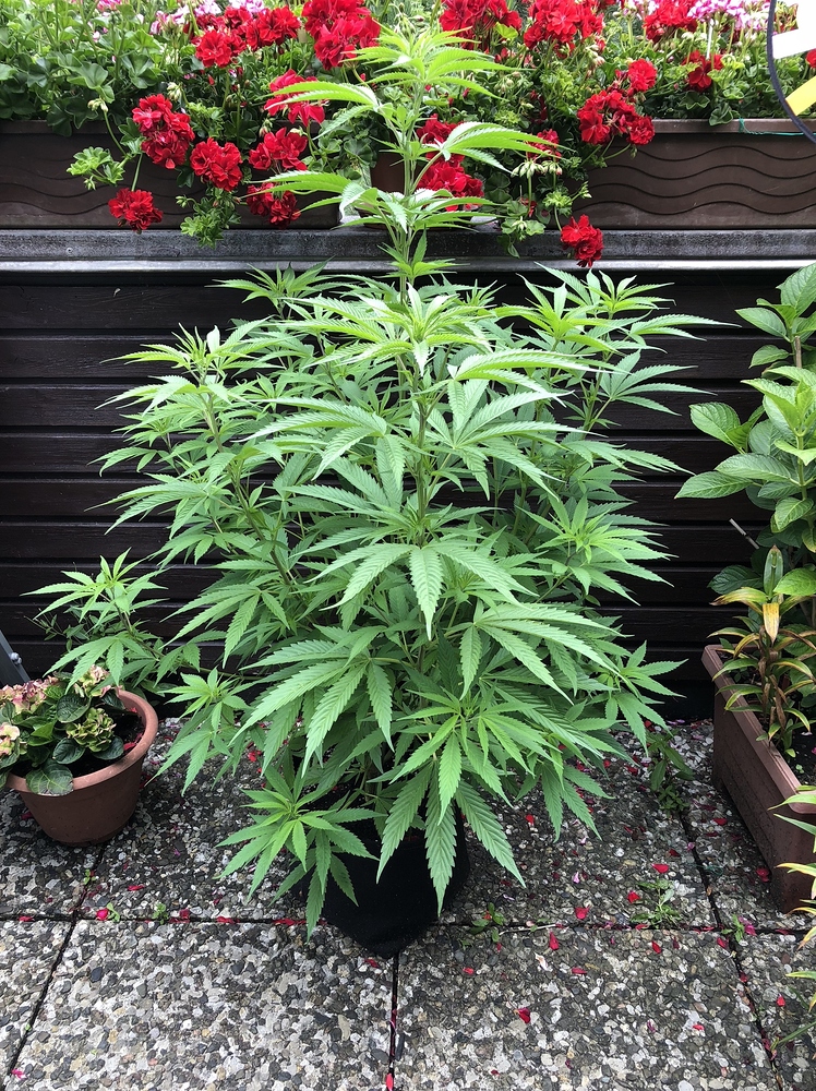 2.Grow: 2x Granddaddy Purple, Girl Scout Cookie, Blue Dream