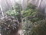 Growreport Bild 6