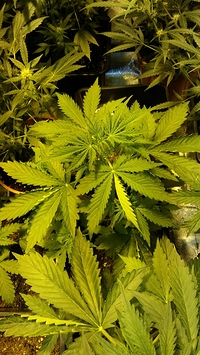 Growreport Bild 39