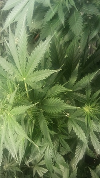 Growreport Bild 13