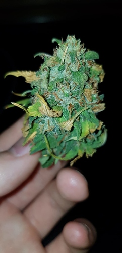 Growreport Bild 7