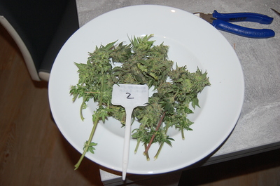 Growreport Bild 14