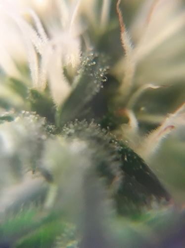 Growreport Bild 19