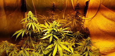 Growreport Bild 8