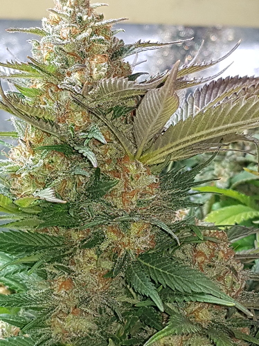 Growreport Bild 8