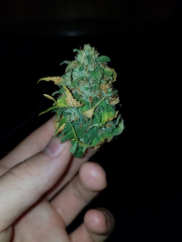 Growreport Bild 6