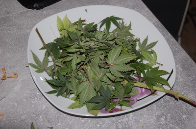 Growreport Bild 10