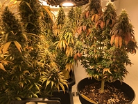 Growreport Bild 8